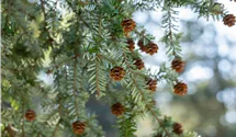 Kanadische Hemlocktanne