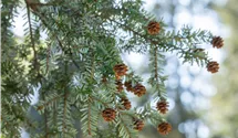 Kanadische Hemlocktanne