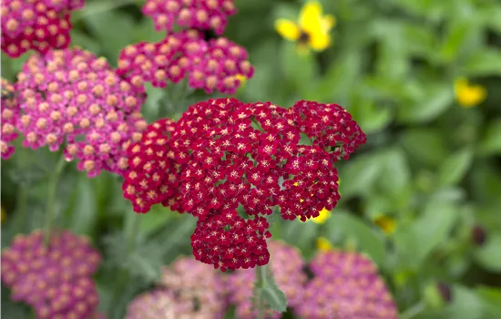 Achillea millefolium 'Red Velvet'