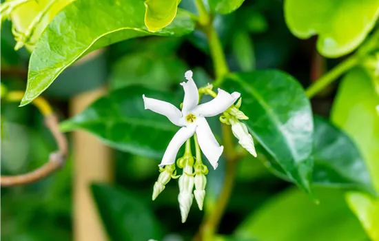 Trachelospermum jasminoides  Trachelospermum jasminoides