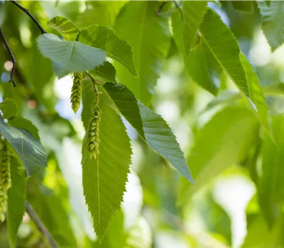 Carpinus betulus Carpinus betulus
