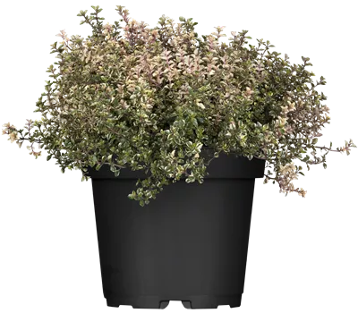 Thymus pulegioides