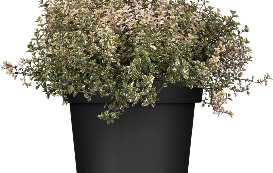 Thymus pulegioides Thymus pulegioides