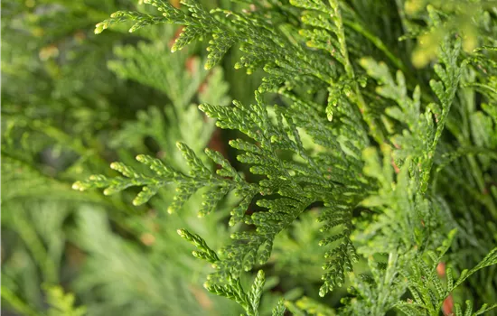Thuja plicata 'Atrovirens' Thuja plicata 'Atrovirens'