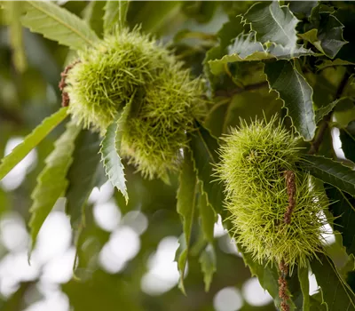 Castanea sativa Castanea sativa