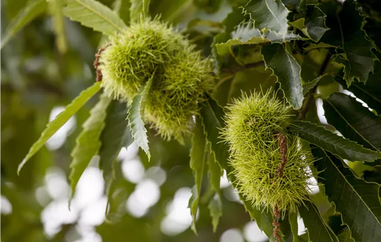 Castanea sativa 'Saemling' 