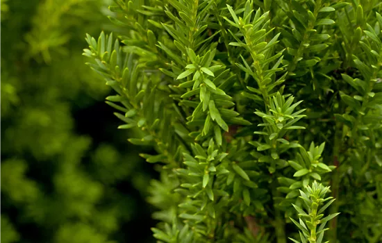 Taxus media 'Hillii' 