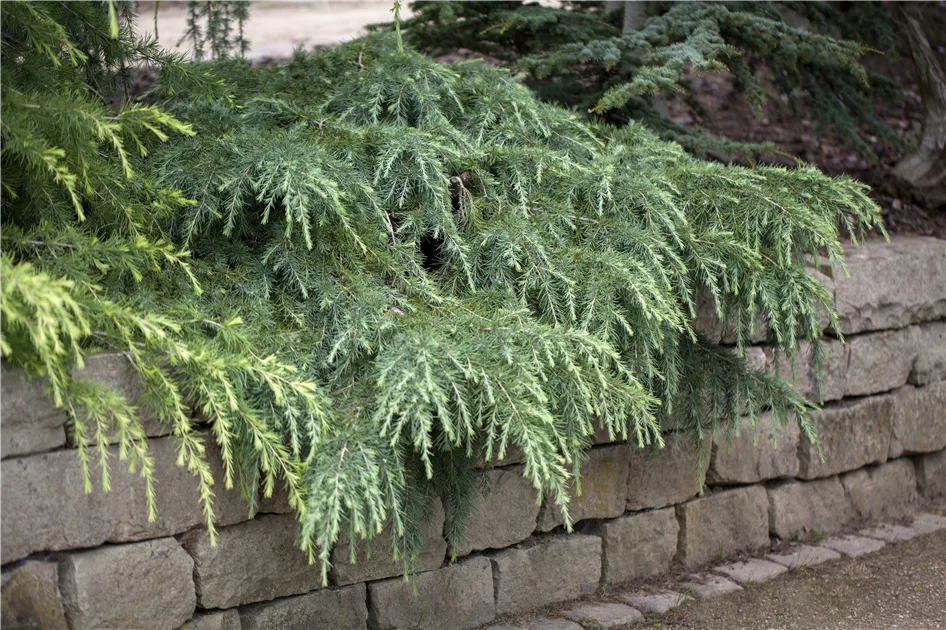 Cedrus deodara 'Feelin Blue'
