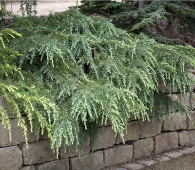 Cedrus deodara 'Feelin Blue' Cedrus deodara 'Feelin Blue'