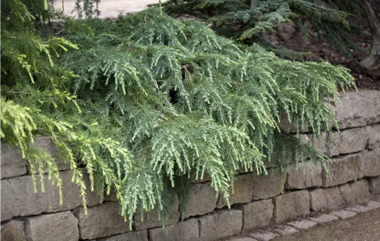 Cedrus deodara 'Feelin Blue'  Cedrus deodara 'Feelin Blue'