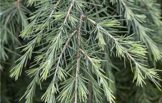 Cedrus deodara 'Feelin Blue'  Cedrus deodara 'Feelin Blue'