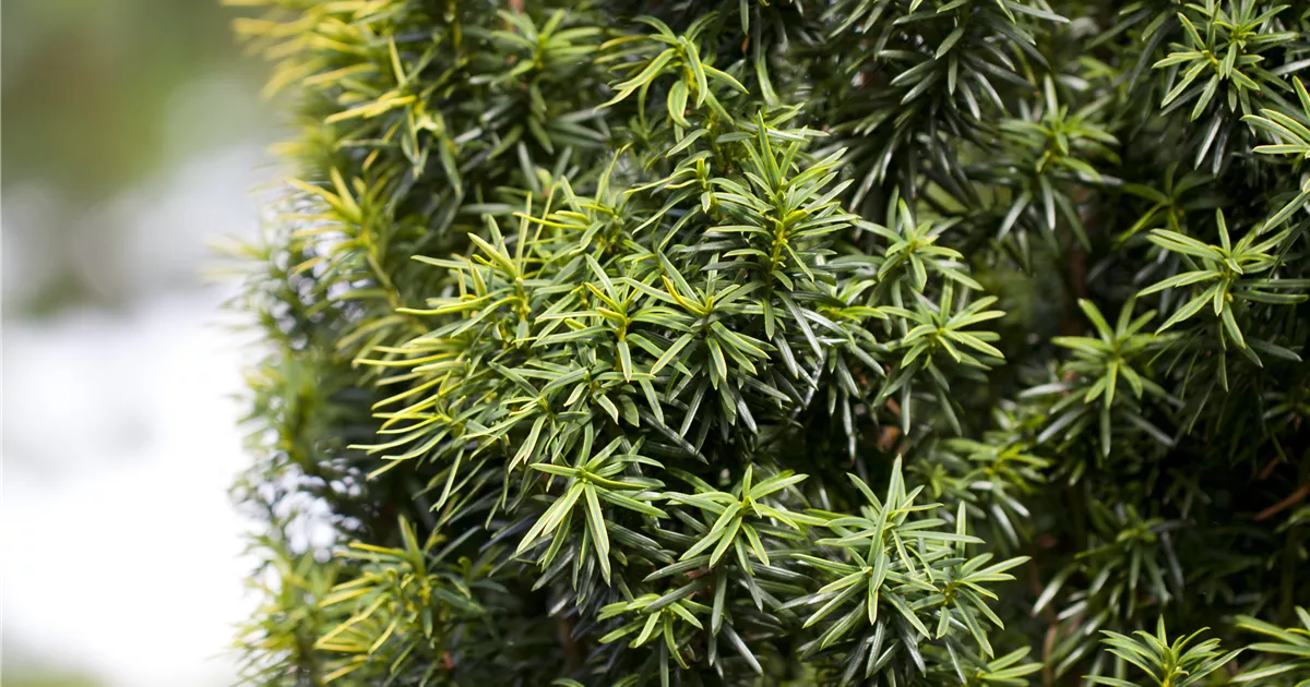 Taxus baccata