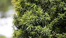 Taxus baccata Kugel