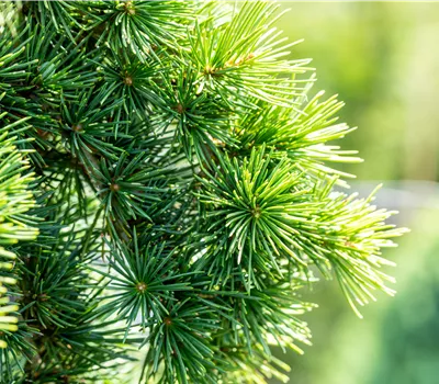 Cedrus libani 'Sargentii' Cedrus libani 'Sargentii'