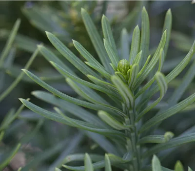 Cephalotaxus harringtonia 'Fastigiata' Cephalotaxus harringtonia 'Fastigiata'