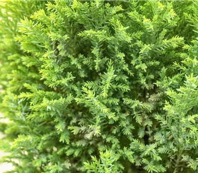 Chamaecyparis lawsoniana 'Ellwood's Gold' Chamaecyparis lawsoniana 'Ellwood's Gold'