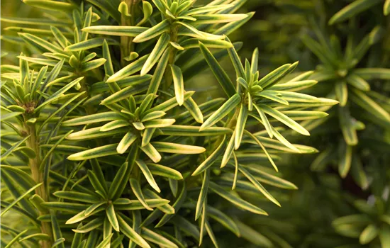 Taxus baccata 'Fastigiata Aurea' Taxus baccata 'Fastigiata Aurea'