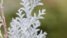 Cyprès de Lawson 'Van Pelt´s Blue'
