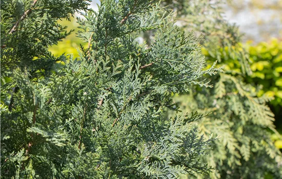 Chamaecyparis lawsoniana 'Pelts Blue'  Chamaecyparis lawsoniana 'Pelts Blue'