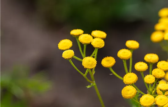Tanacetum vulgare 