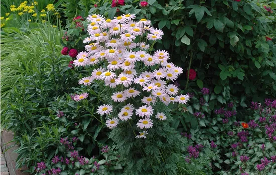 Tanacetum coccineum 'Robinson's Rose' Tanacetum coccineum 'Robinson's Rose'