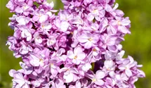 Lilas commun 'Andenken an Ludwig Späth'