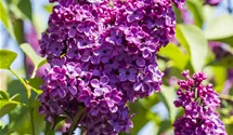 Lilas commun 'Andenken an Ludwig Späth'