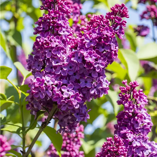 Syringa vulgaris 'Ludwig Späth' 