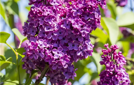 Syringa vulgaris 'Ludwig Späth'  Syringa vulgaris 'Ludwig Späth'