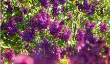 Lilas commun 'Andenken an Ludwig Späth'