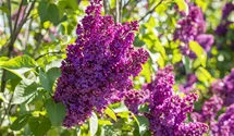 Lilas commun 'Andenken an Ludwig Späth'