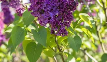 Lilas commun 'Andenken an Ludwig Späth'