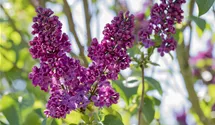 Lilas commun 'Andenken an Ludwig Späth'