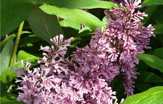 Syringa prestoniae 'James Mcfarlane'