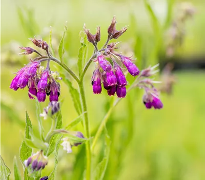 Symphytum officinale