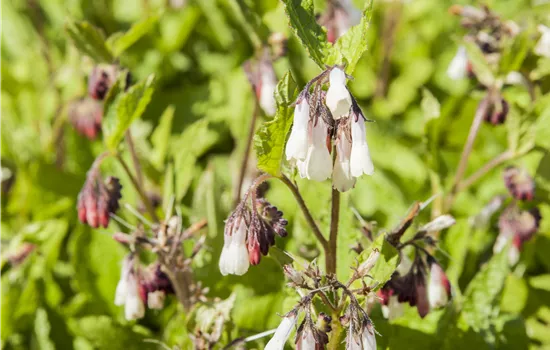 Symphytum grandiflorum