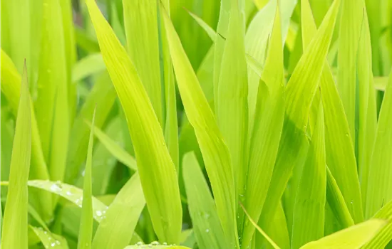 Chasmanthium latifolium