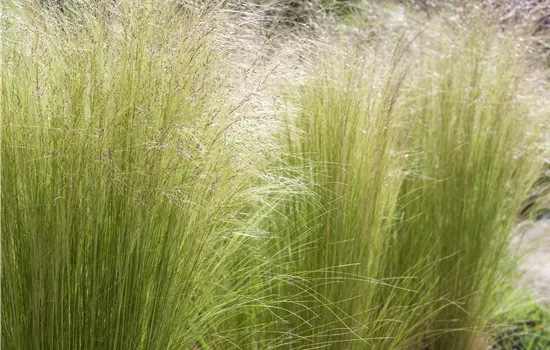 Stipa tenuissima 'Pony Tails'