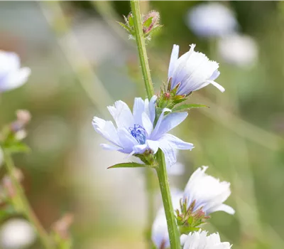 Cichorium intybus