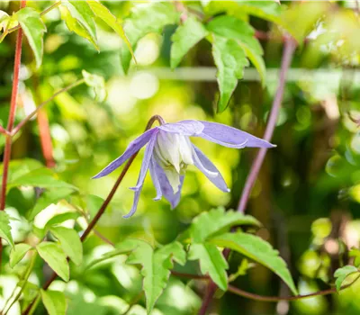Clematis alpina Clematis alpina