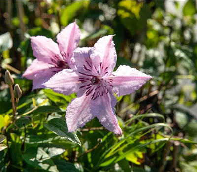 Clematis H. 'John Paul 2'
