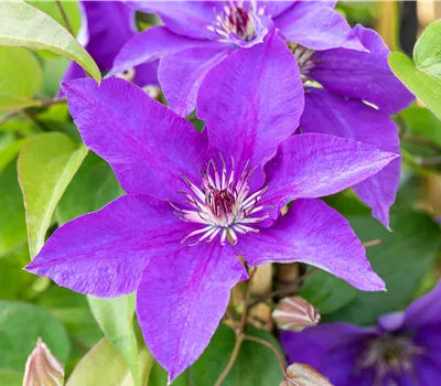Clematis H. 'The President' 