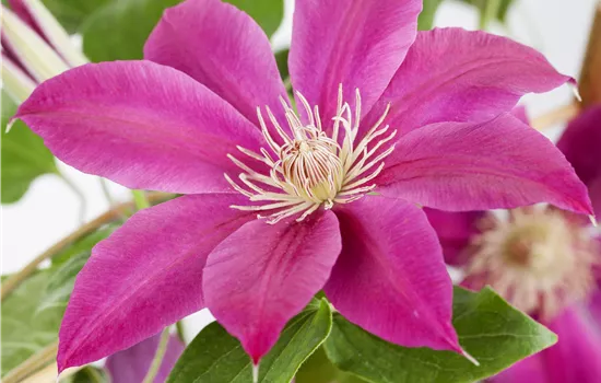 Clematis hybrid 'Comtesse de Bouchaud'  Clematis hybrid 'Comtesse de Bouchaud'