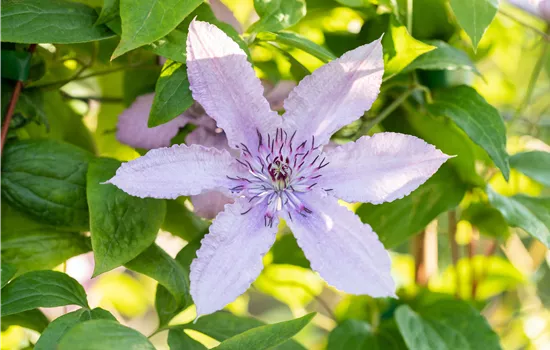 Clematis hybrid 'Hagley Hybrid'  Clematis hybrid 'Hagley Hybrid'