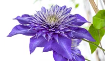 1,5-3,5m/blau-violett-gefüllt/5-6/