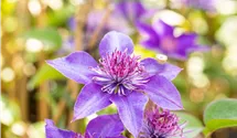 1,5-3,5m/blau-violett-gefüllt/5-6/