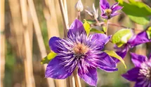 1,5-3,5m/blau-violett-gefüllt/5-6/