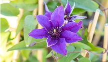 1,5-3,5m/blau-violett-gefüllt/5-6/