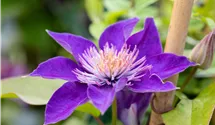 1,5-3,5m/blau-violett-gefüllt/5-6/
