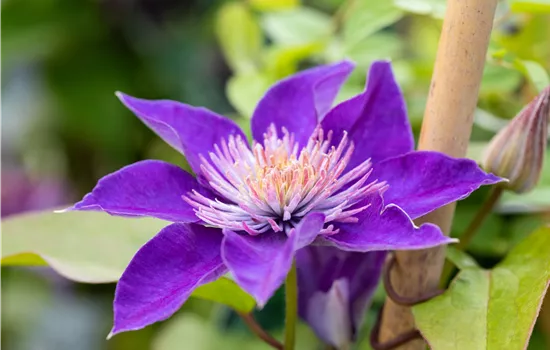 Clematis hybrid 'Multi Blue'  Clematis hybrid 'Multi Blue'